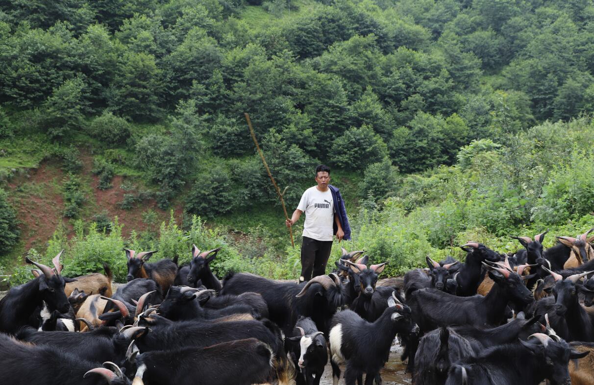 黑山羊养殖基地.jpg